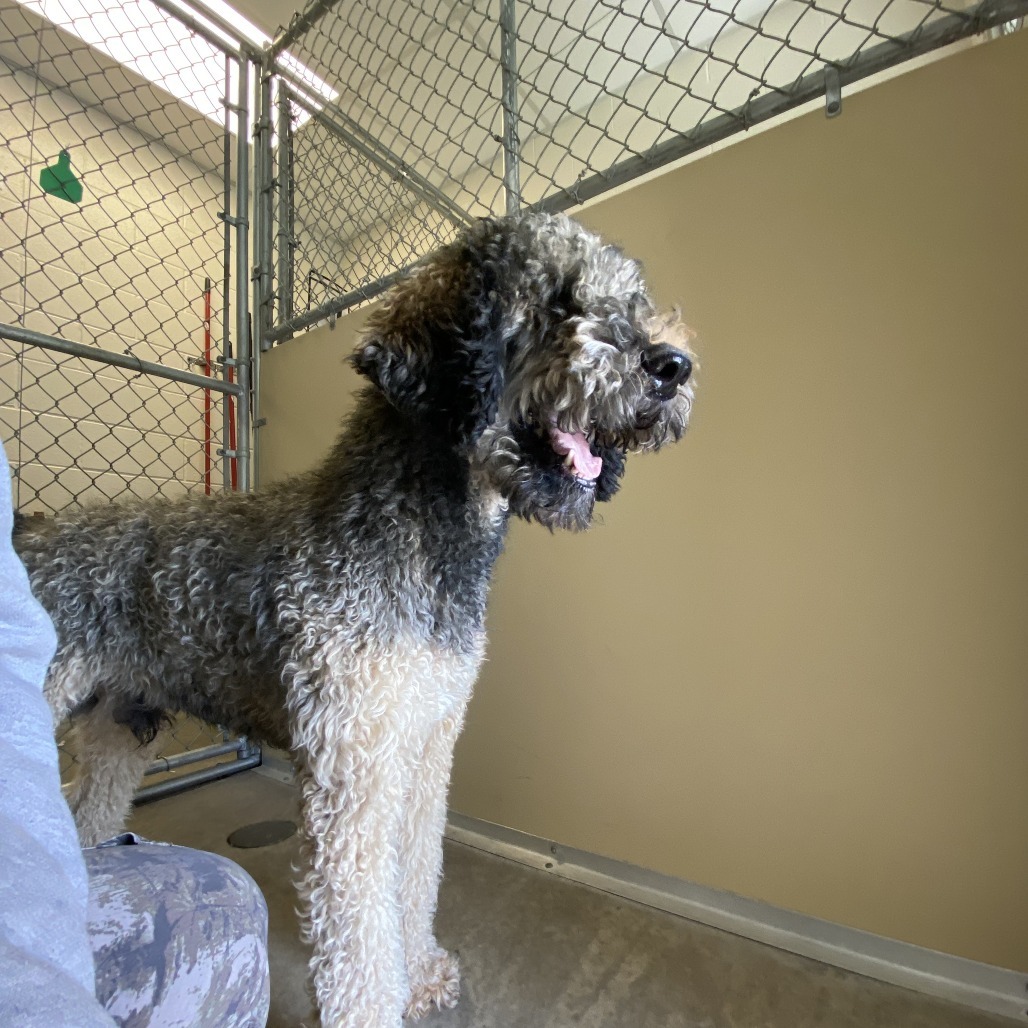 Napoleon, an adoptable Standard Poodle in Cody, WY, 82414 | Photo Image 1