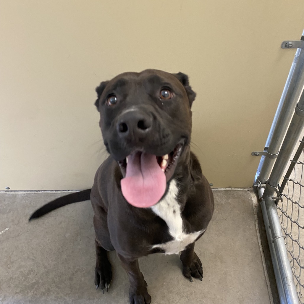 Alexa, an adoptable Mixed Breed in Cody, WY, 82414 | Photo Image 1