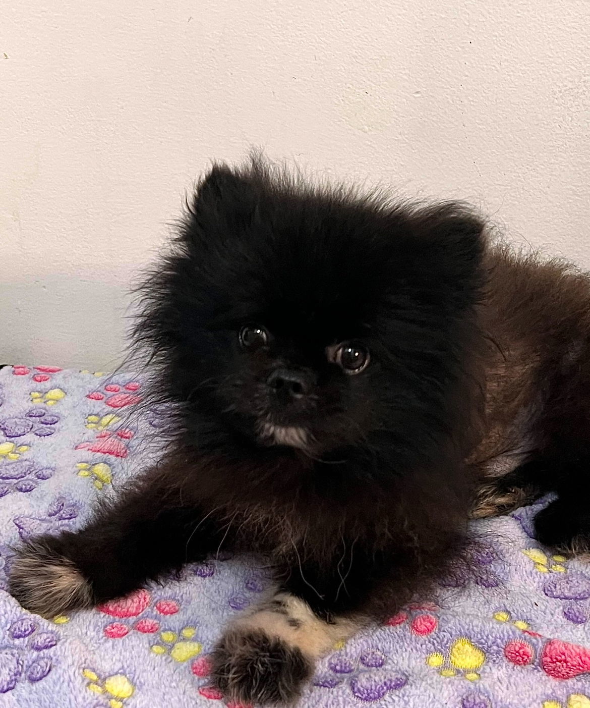 ChatGT Pom