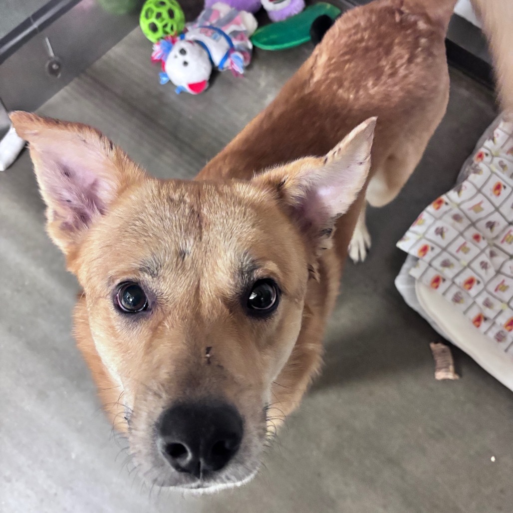 Dutch, an adoptable Mixed Breed in Bismarck, ND, 58507 | Photo Image 1