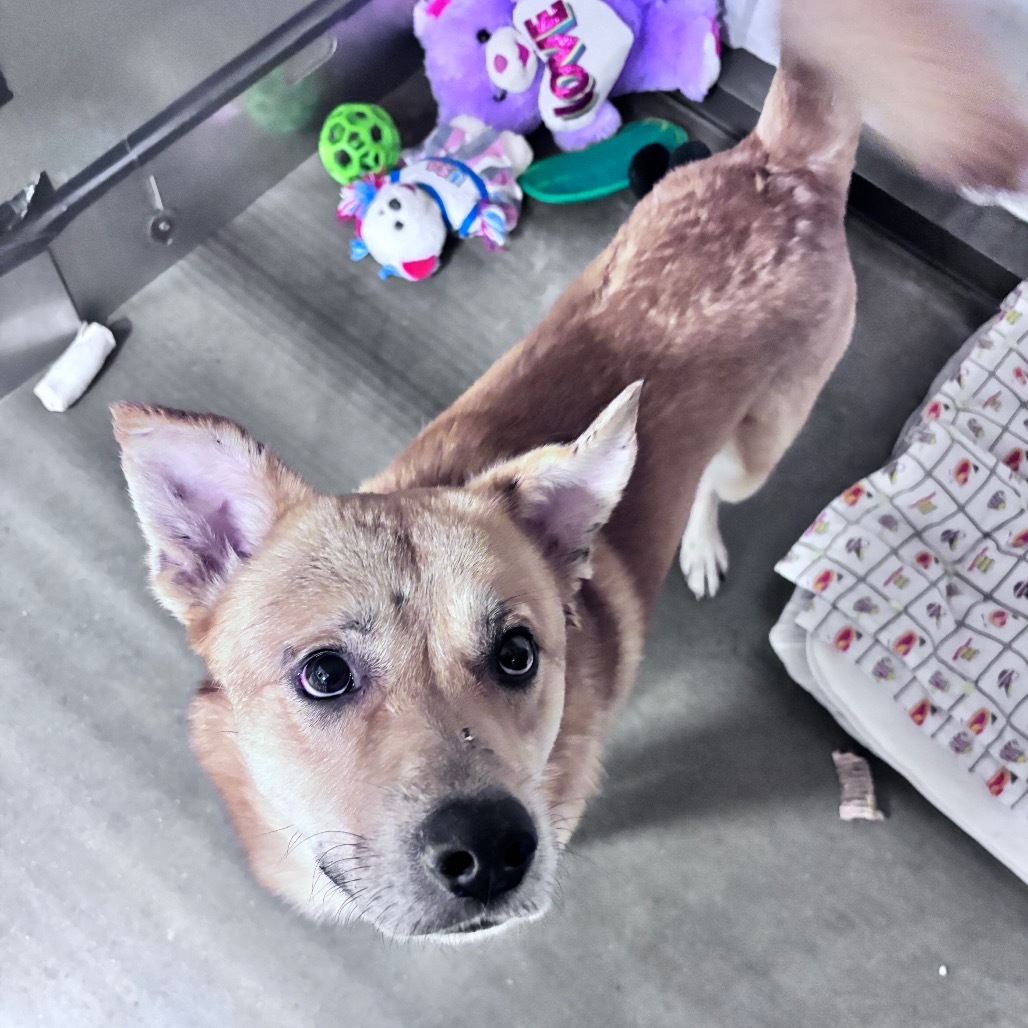 Dutch, an adoptable Mixed Breed in Bismarck, ND, 58507 | Photo Image 2