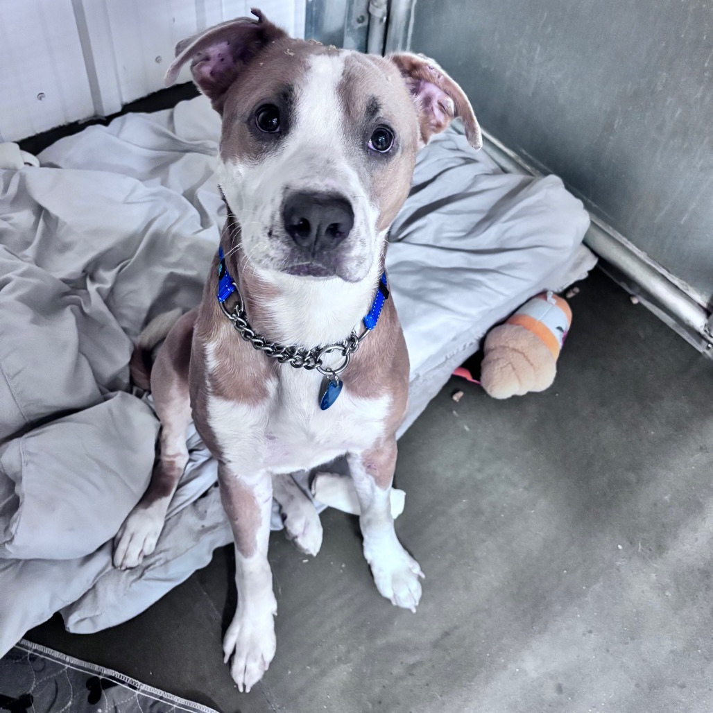 Dusty, an adoptable Mixed Breed in Bismarck, ND, 58507 | Photo Image 1