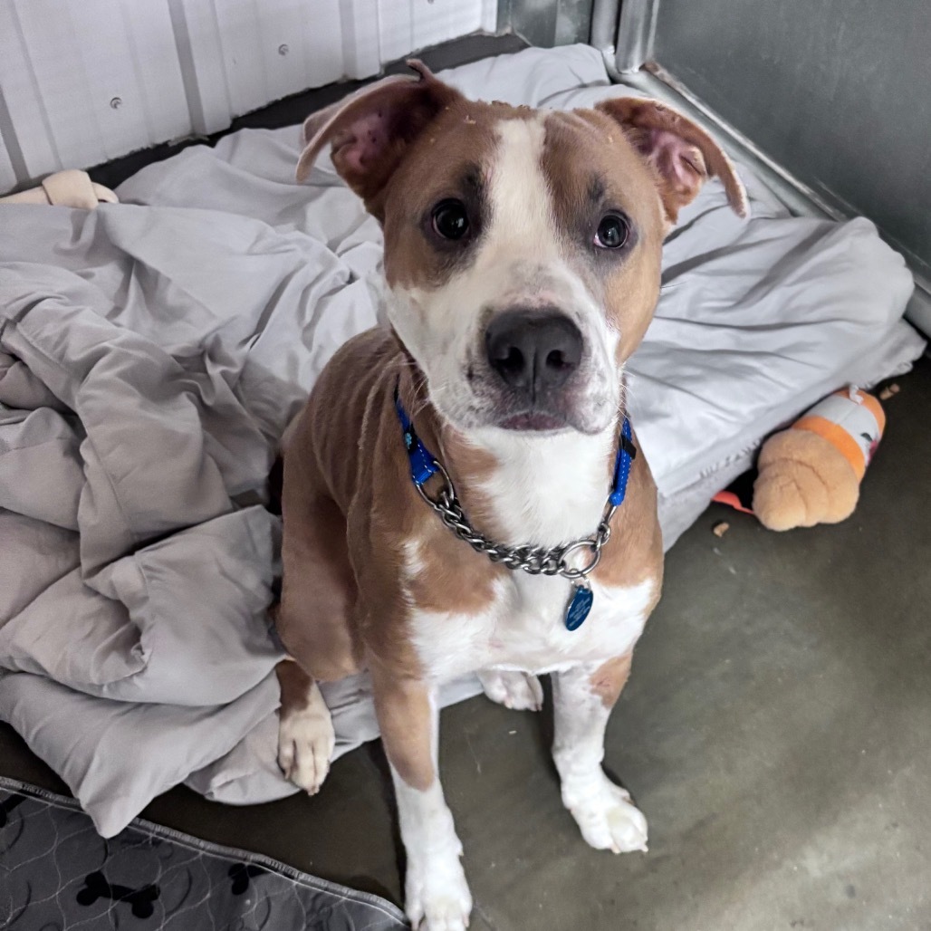 Dusty, an adoptable Mixed Breed in Bismarck, ND, 58507 | Photo Image 2