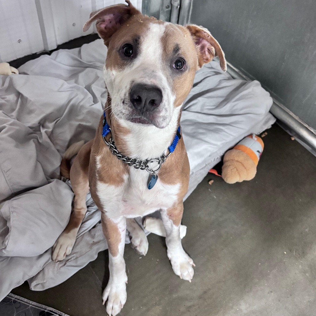 Dusty, an adoptable Mixed Breed in Bismarck, ND, 58507 | Photo Image 3