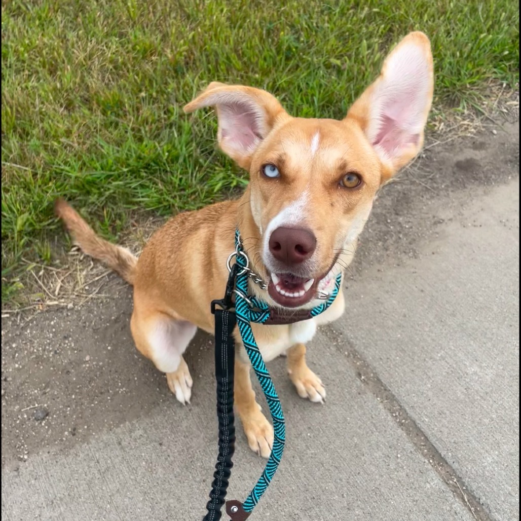 Shasta, an adoptable Mixed Breed in Bismarck, ND, 58507 | Photo Image 1