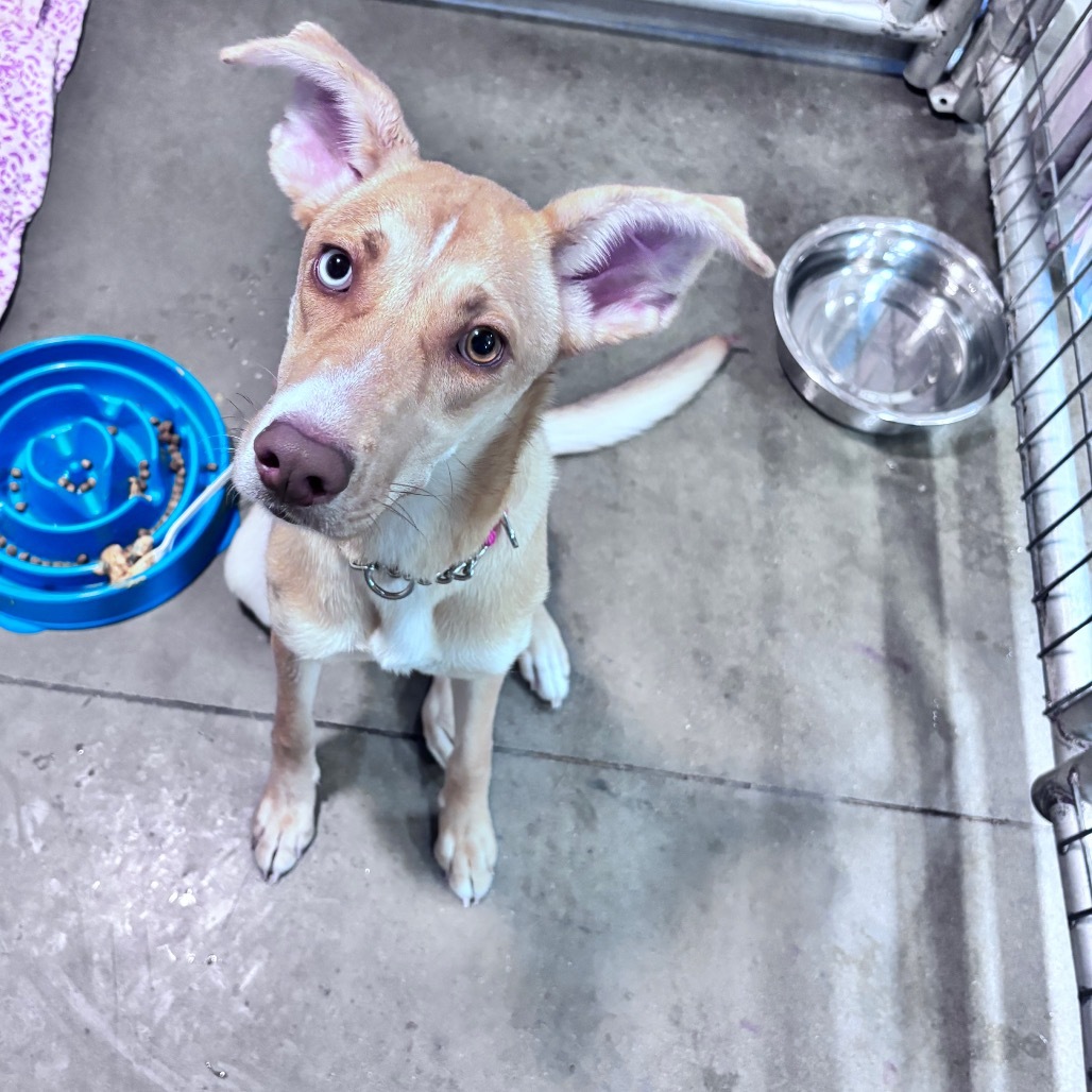 Shasta, an adoptable Mixed Breed in Bismarck, ND, 58507 | Photo Image 2