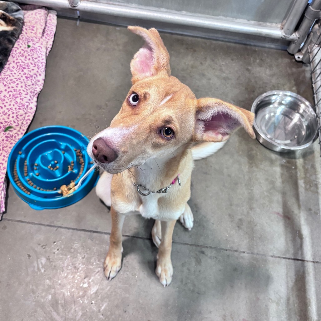 Shasta, an adoptable Mixed Breed in Bismarck, ND, 58507 | Photo Image 3