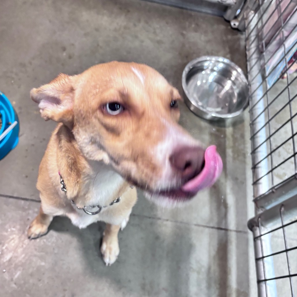 Shasta, an adoptable Mixed Breed in Bismarck, ND, 58507 | Photo Image 4
