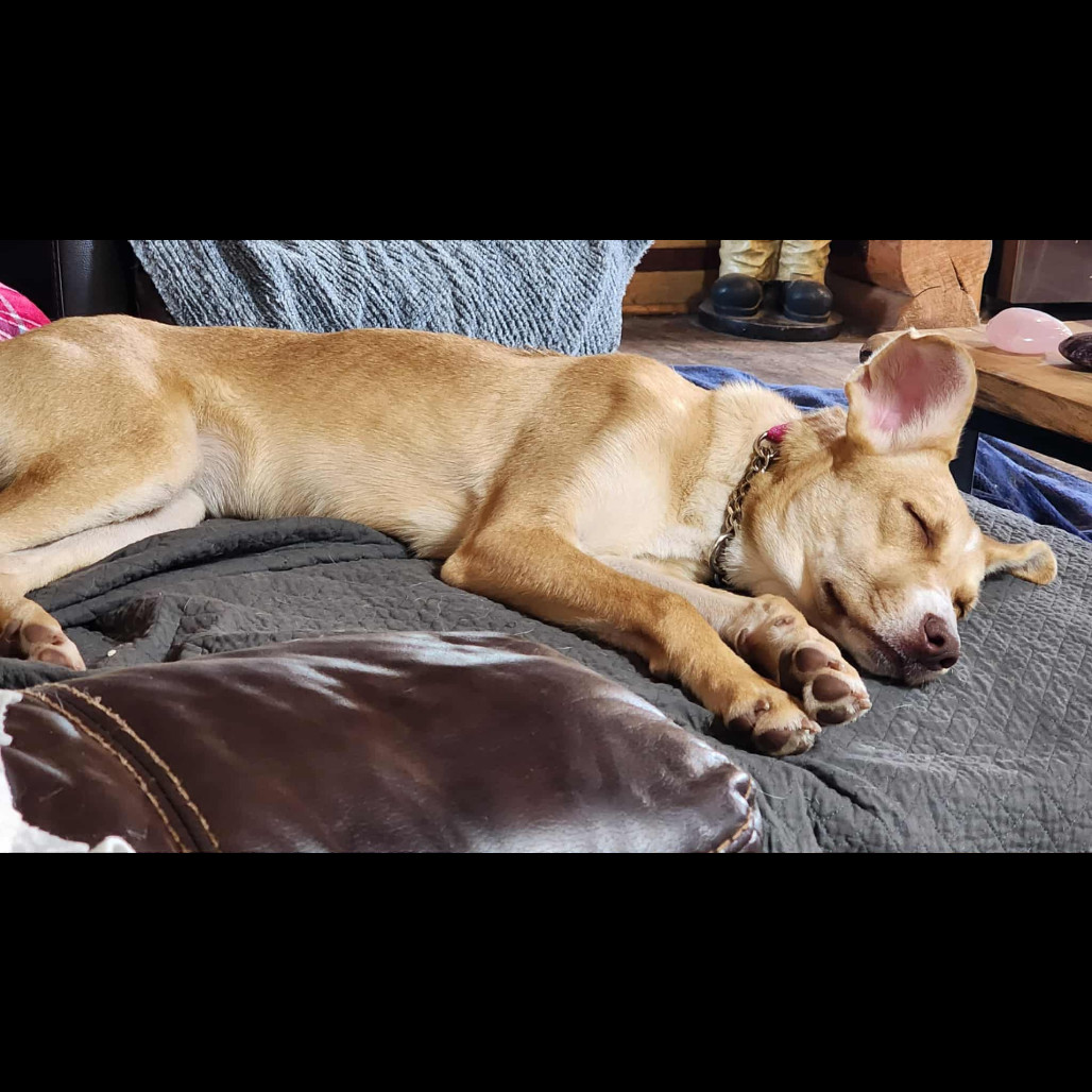 Shasta, an adoptable Mixed Breed in Bismarck, ND, 58507 | Photo Image 5