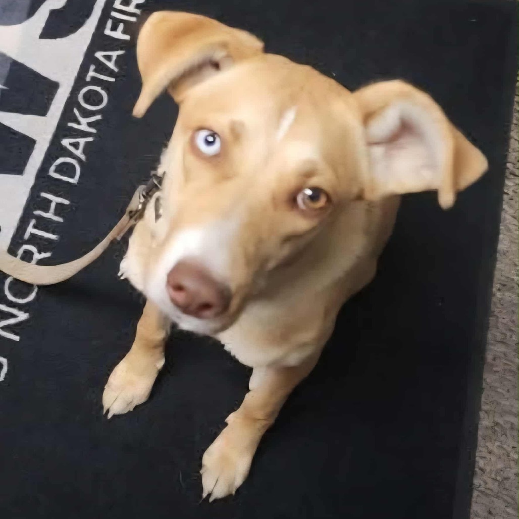 Shasta, an adoptable Mixed Breed in Bismarck, ND, 58507 | Photo Image 6