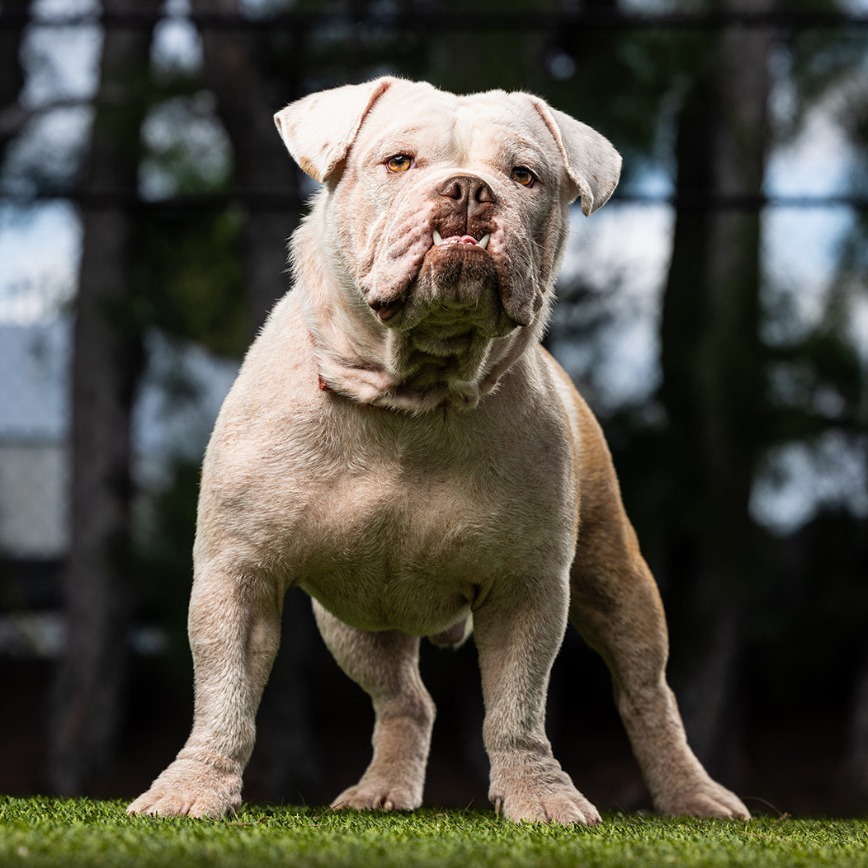 Winston