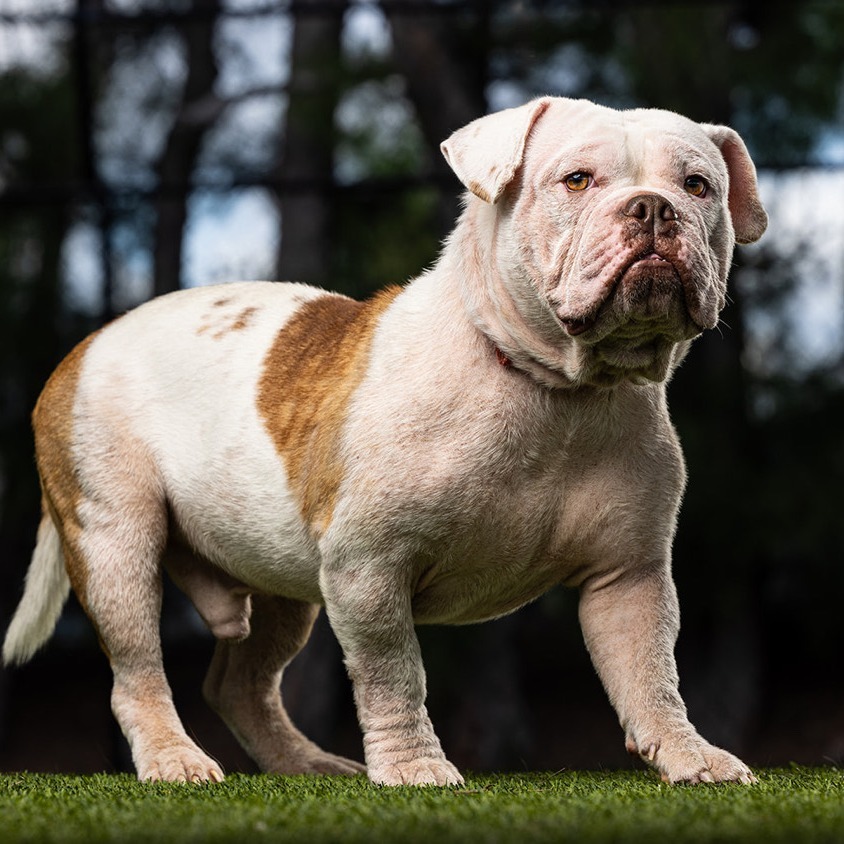 Winston