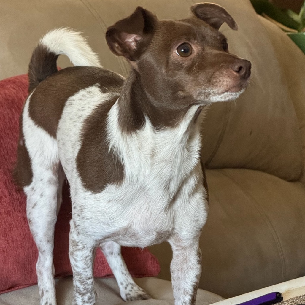 Patches, an adoptable Chihuahua, Dachshund in Lander, WY, 82520 | Photo Image 2