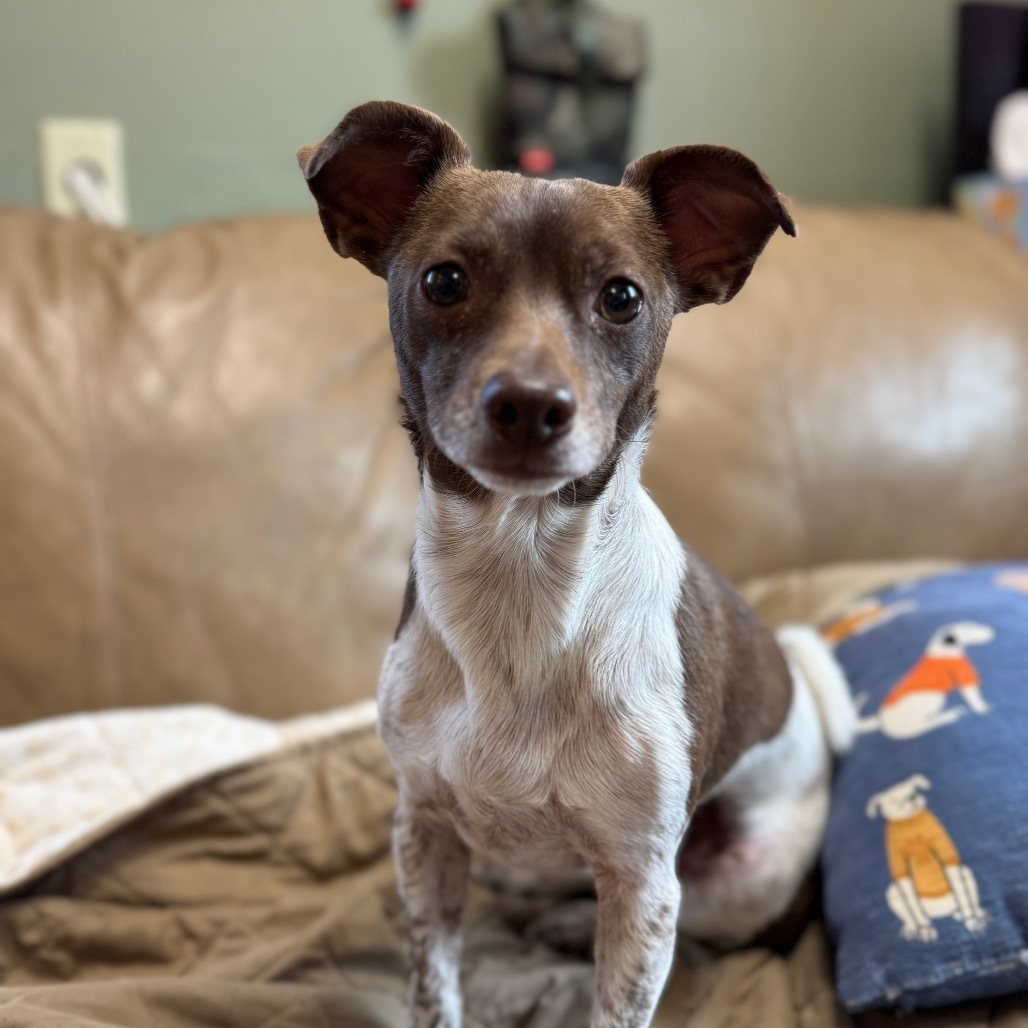 Patches, an adoptable Chihuahua, Dachshund in Lander, WY, 82520 | Photo Image 3