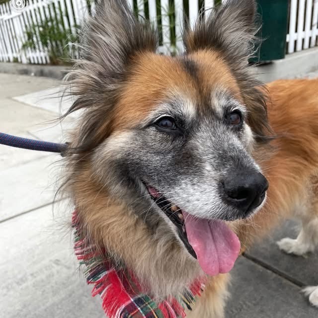Moogie (C000-543) - Costa Mesa Location