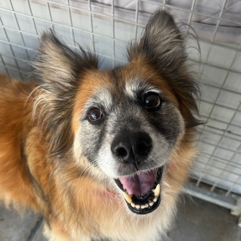 Moogie (C000-543) - Costa Mesa Location