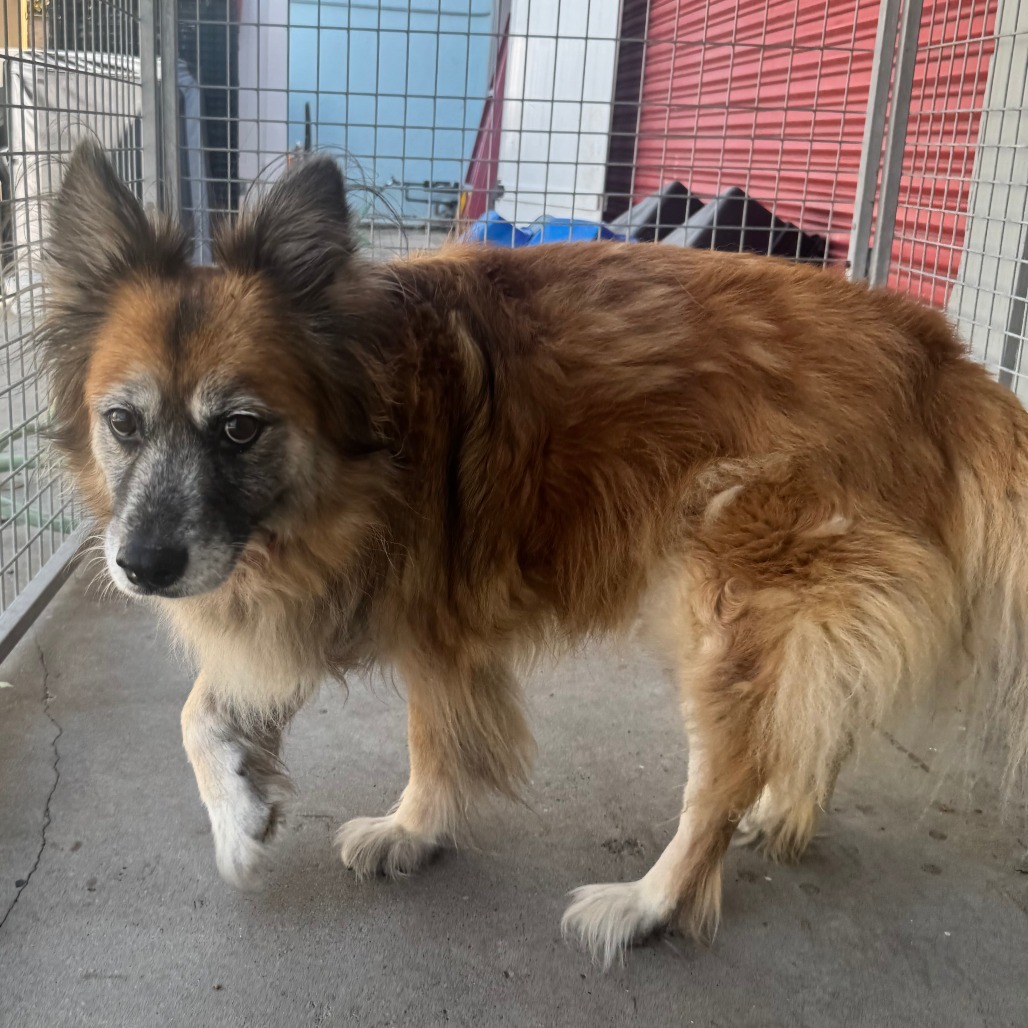 Moogie (C000-543) - Costa Mesa Location