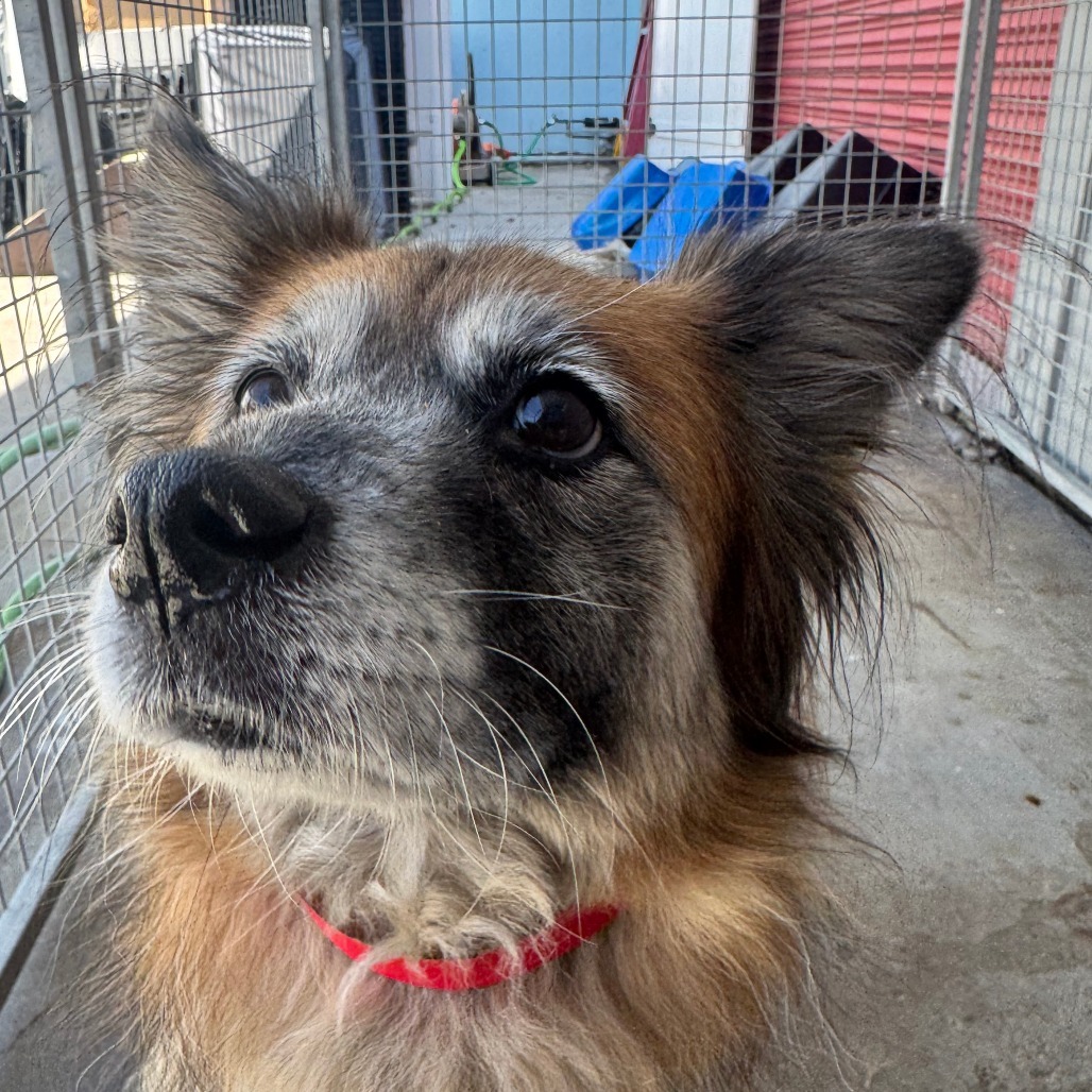 Moogie (C000-543) - Costa Mesa Location