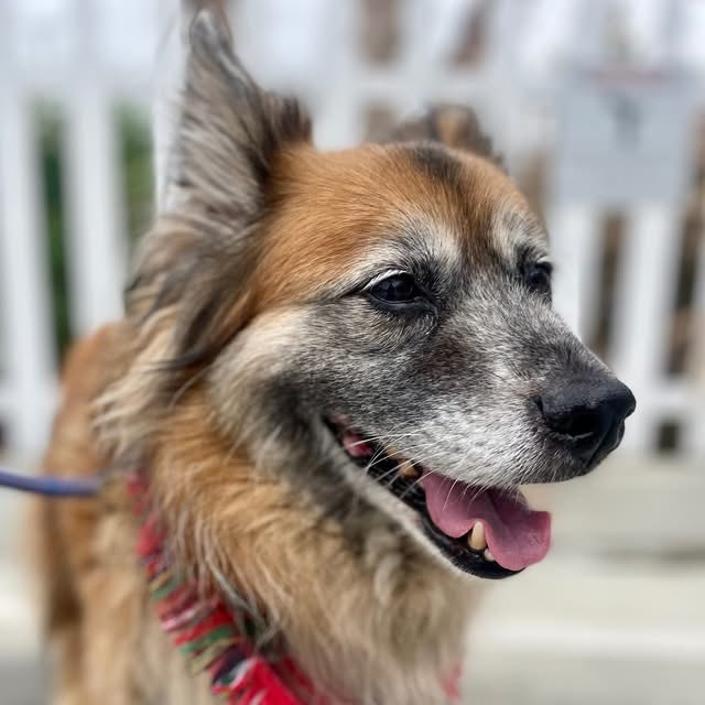 Moogie (C000-543) - Costa Mesa Location