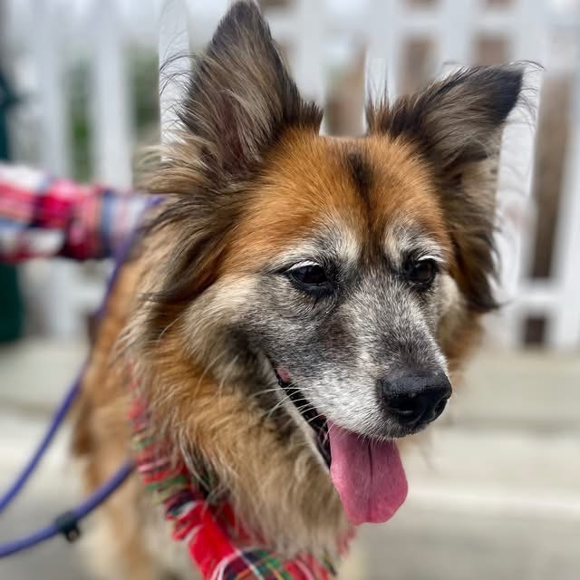 Moogie (C000-543) - Costa Mesa Location