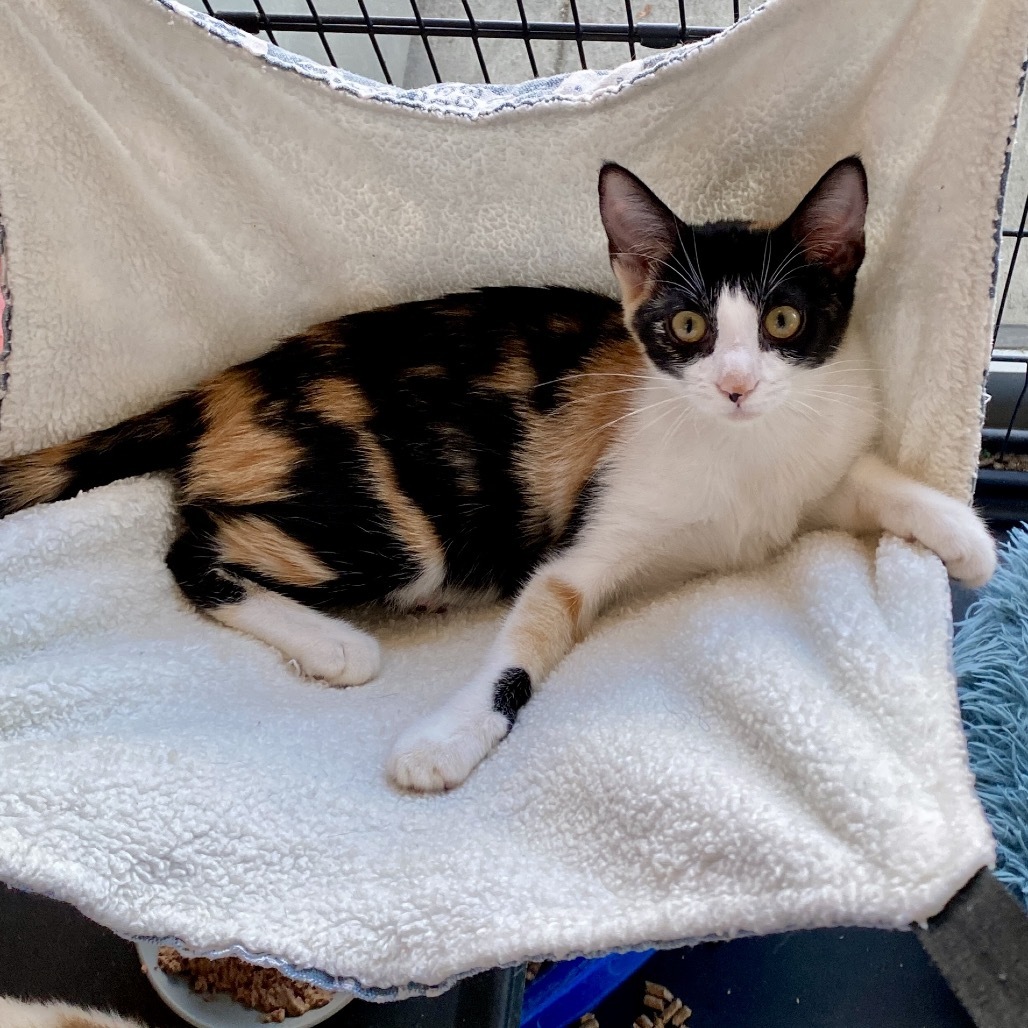 Desdemona C000-529- Costa Mesa Location
