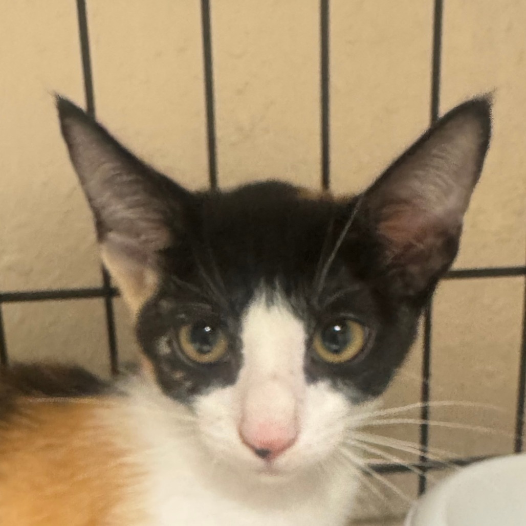 Desdemona C000-529- Costa Mesa Location