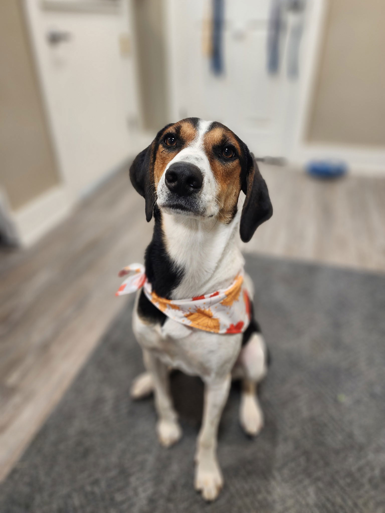 Maggie, an adoptable Mixed Breed in Emmett, ID, 83617 | Photo Image 1