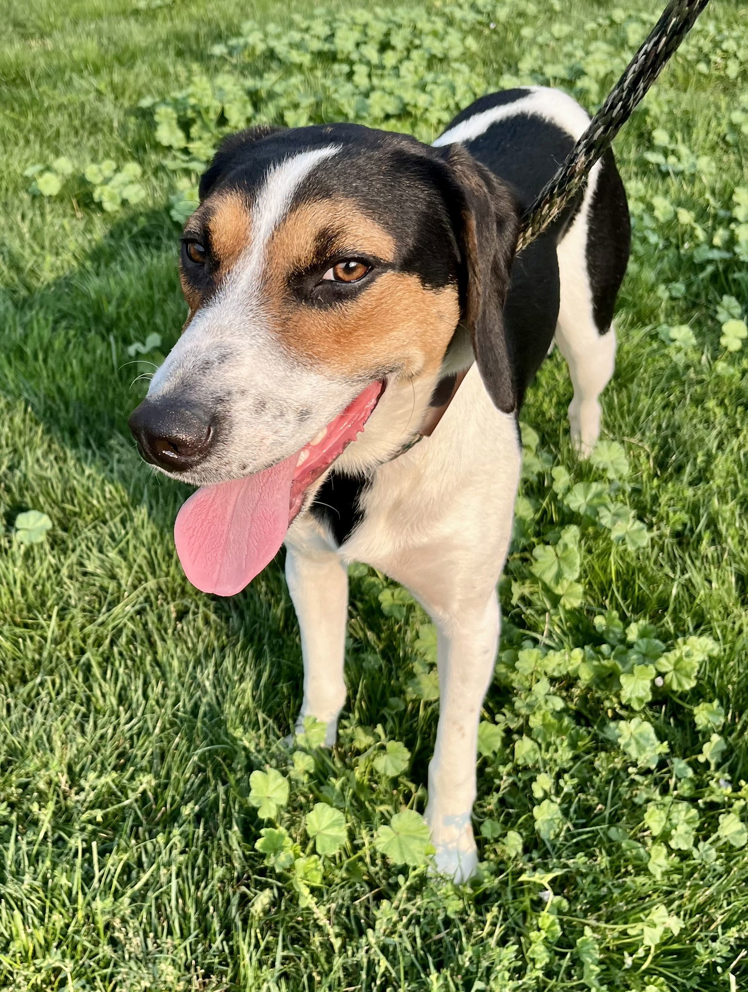 Maggie, an adoptable Mixed Breed in Emmett, ID, 83617 | Photo Image 3