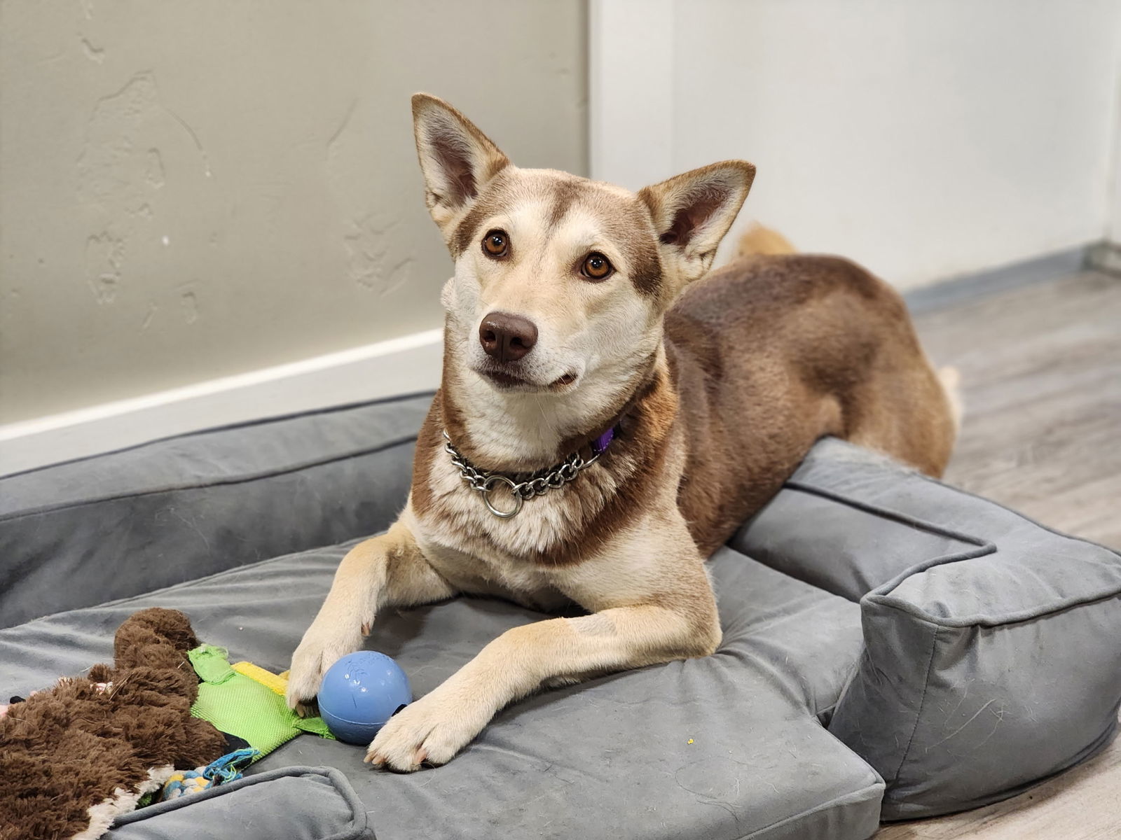 Gypsy, an adoptable Mixed Breed in Emmett, ID, 83617 | Photo Image 2