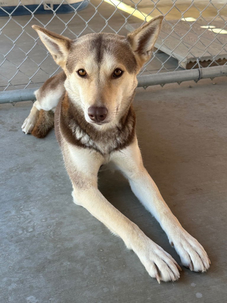 Gypsy, an adoptable Mixed Breed in Emmett, ID, 83617 | Photo Image 3