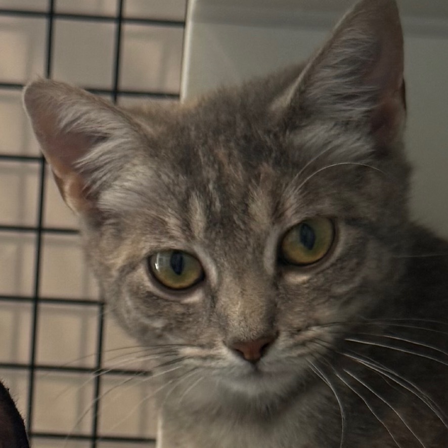 Ella