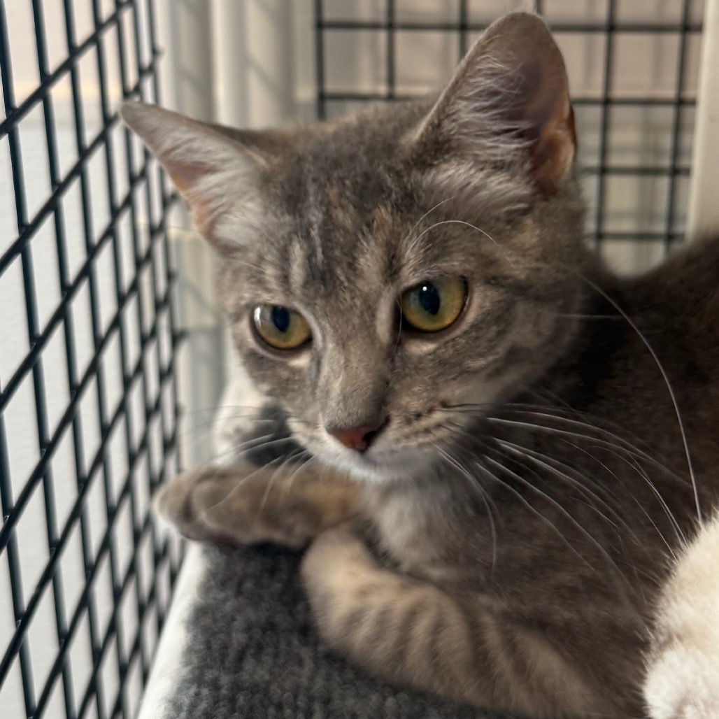 Ella