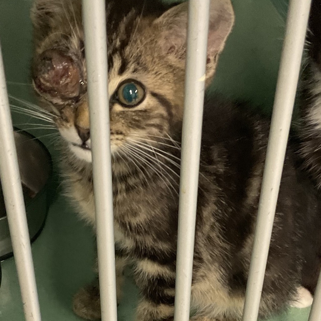 Jack Sparrow, an adoptable Domestic Short Hair in Colorado Springs, CO, 80909 | Photo Image 1
