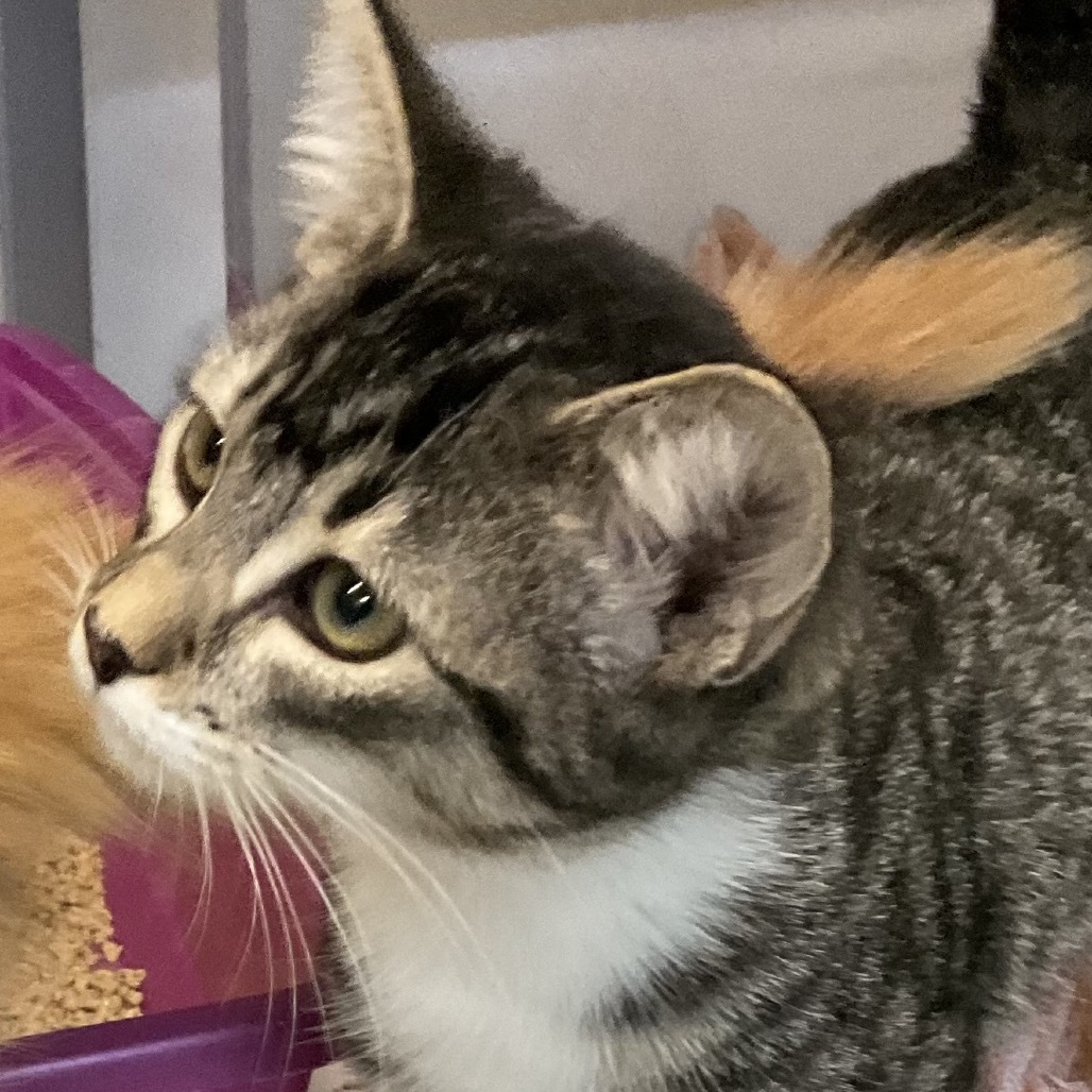 Zolly, an adoptable Domestic Short Hair in Colorado Springs, CO, 80909 | Photo Image 1
