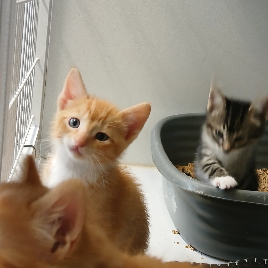 Welly, an adoptable Domestic Short Hair in Colorado Springs, CO, 80909 | Photo Image 1