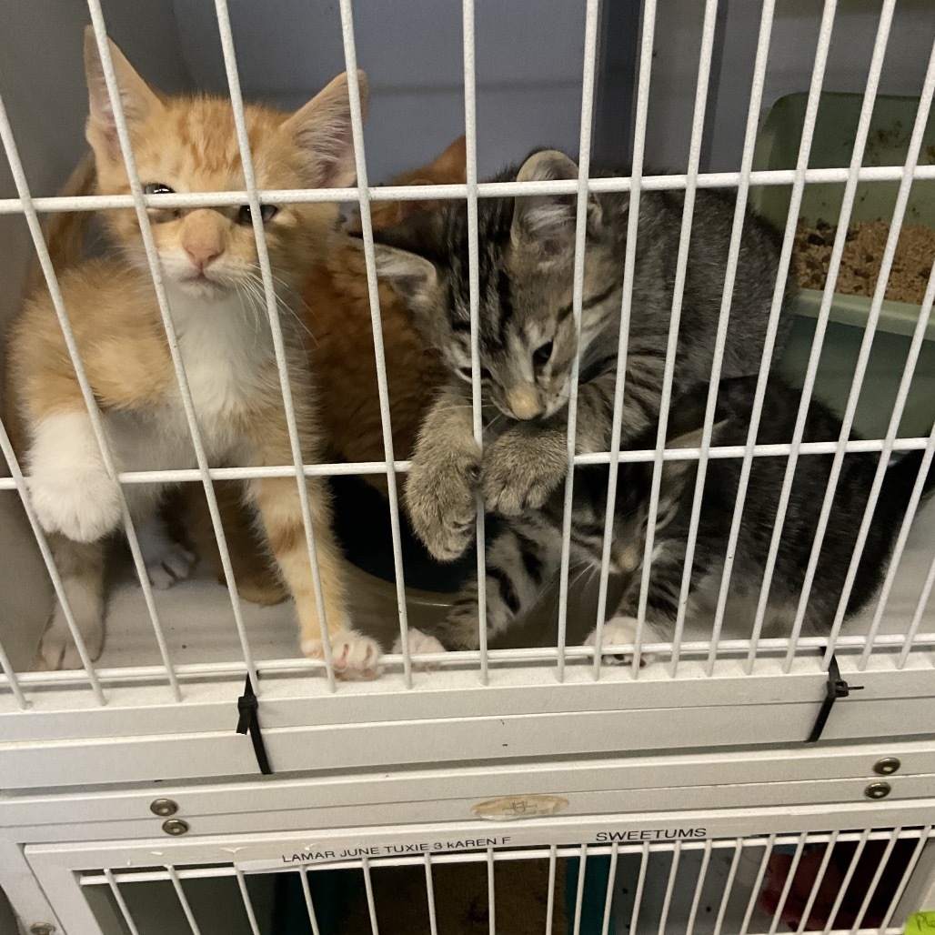 Welly, an adoptable Domestic Short Hair in Colorado Springs, CO, 80909 | Photo Image 2