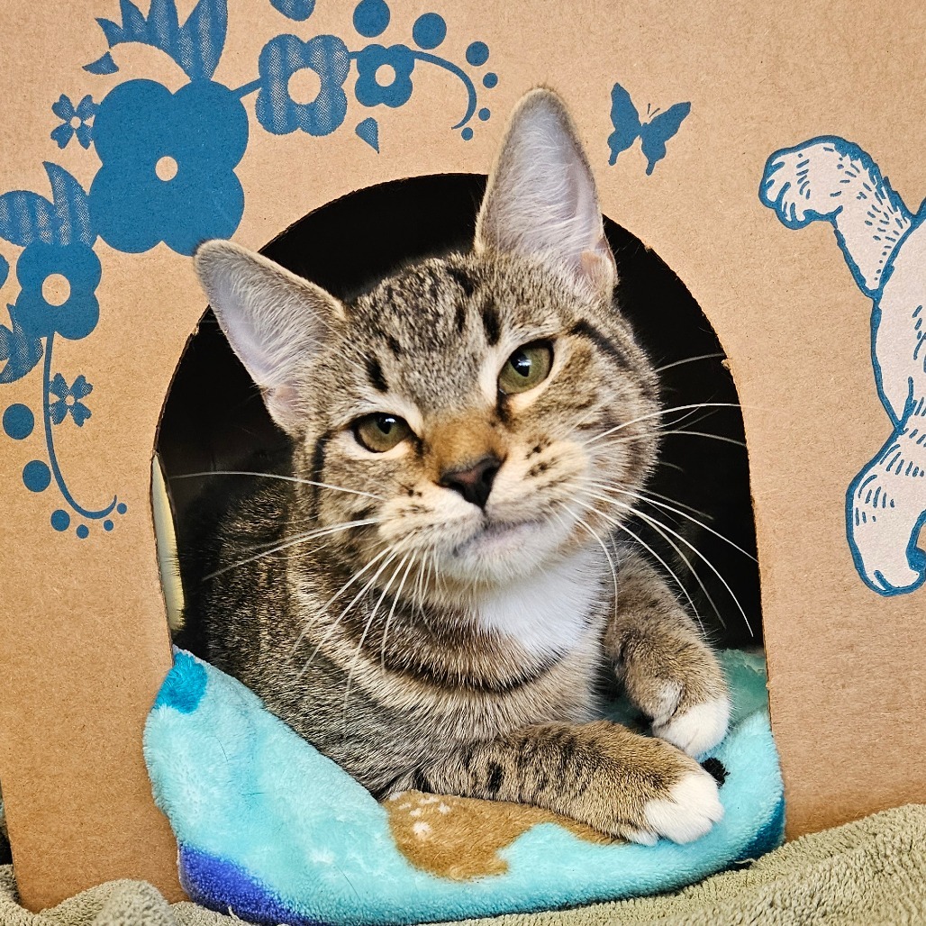 Princess Tigress (Petco)