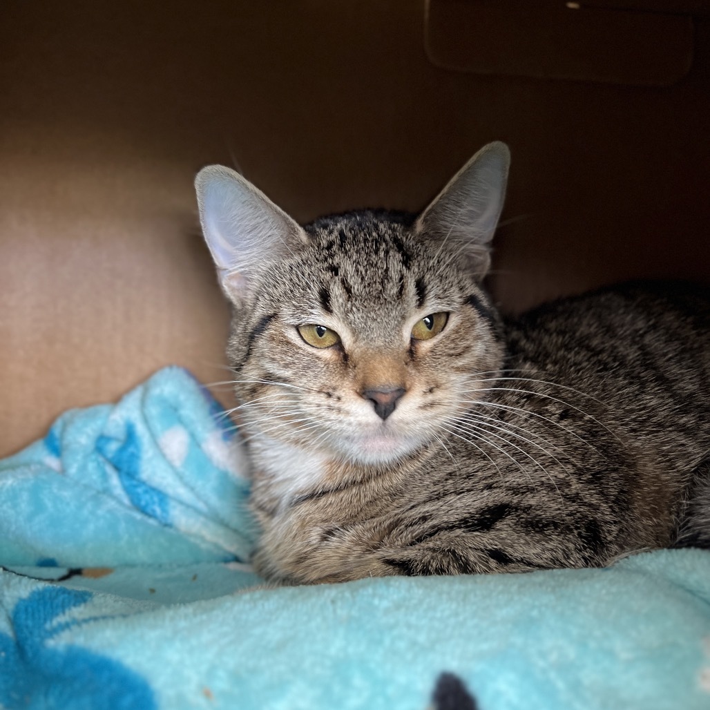 Princess Tigress (Petco)