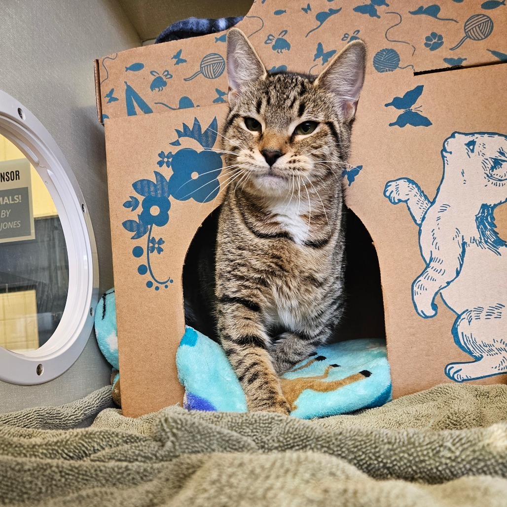 Princess Tigress (Holland Cat Cove)