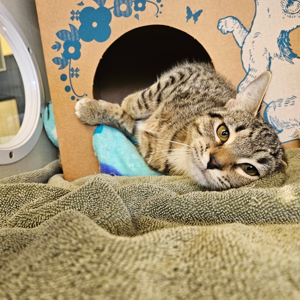 Princess Tigress (Petco)