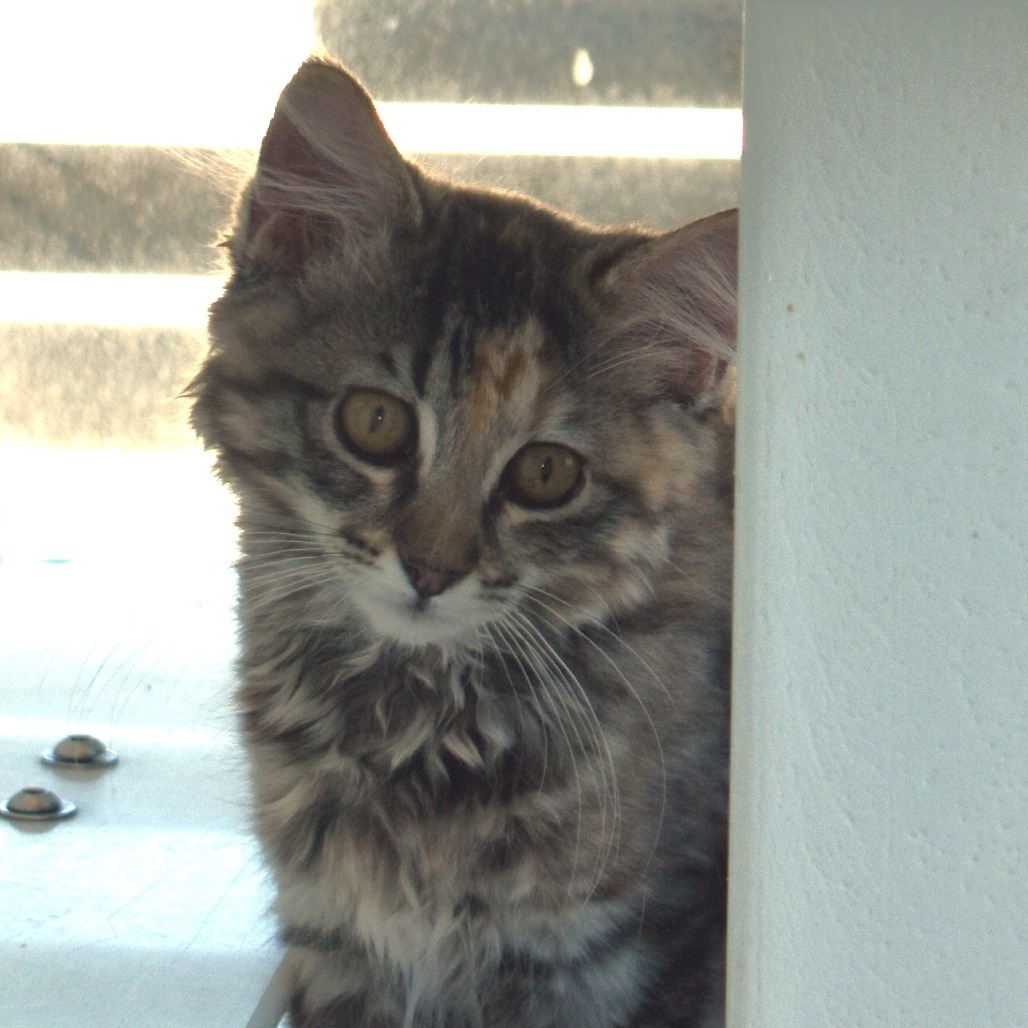 Tazara (25-3R-3), an adoptable Domestic Short Hair in Rifle, CO, 81650 | Photo Image 1