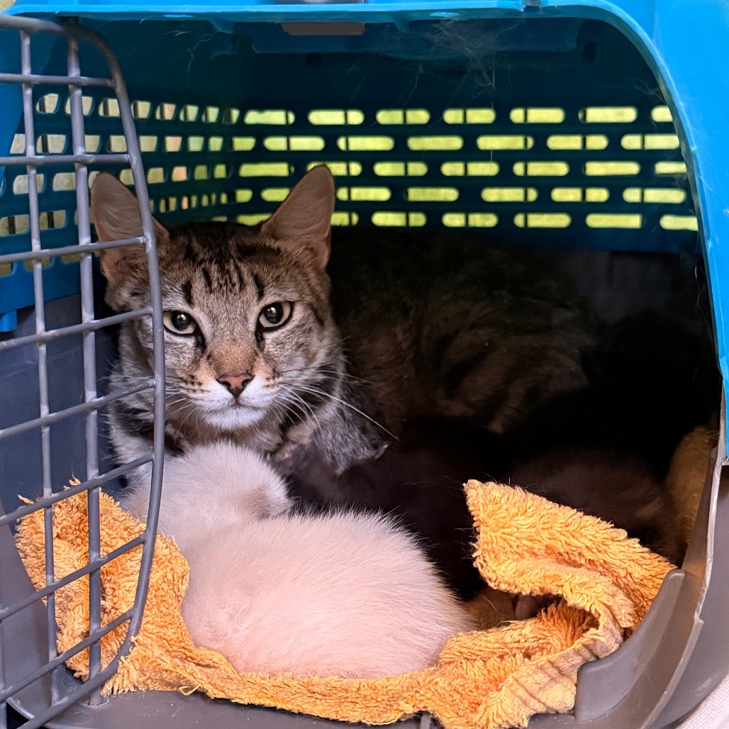 Gracie (25-2Q-MOM), an adoptable Domestic Short Hair in Rifle, CO, 81650 | Photo Image 1
