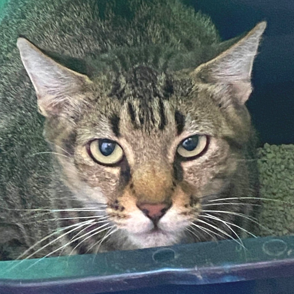 Gracie (25-2Q-MOM), an adoptable Domestic Short Hair in Rifle, CO, 81650 | Photo Image 1