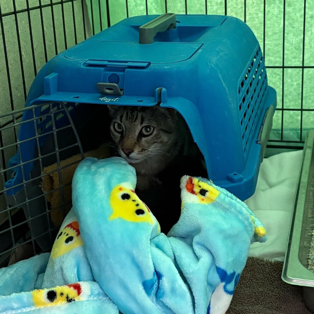 Gracie (25-2Q-MOM), an adoptable Domestic Short Hair in Rifle, CO, 81650 | Photo Image 2