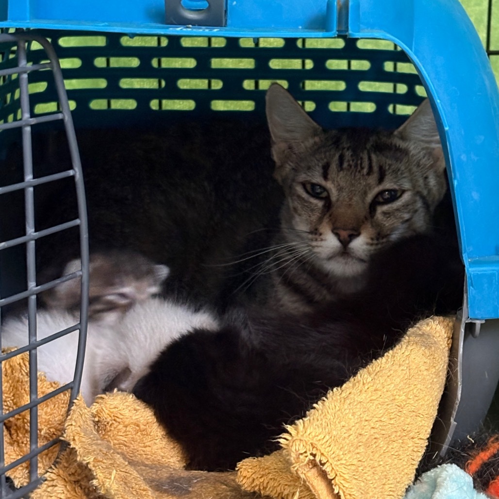 Gracie (25-2Q-MOM), an adoptable Domestic Short Hair in Rifle, CO, 81650 | Photo Image 3