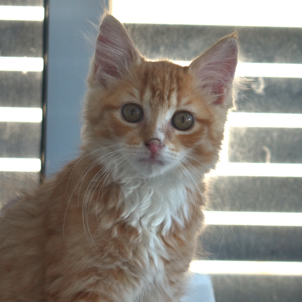 Topaz (25-3R-2), an adoptable Domestic Medium Hair in Rifle, CO, 81650 | Photo Image 1