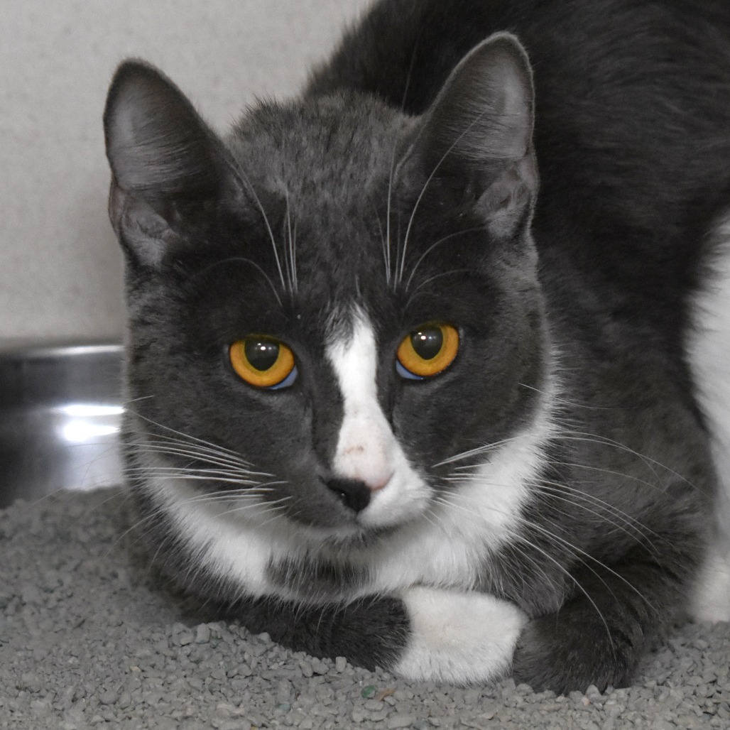 Hakuna, an adoptable Domestic Short Hair in Rifle, CO, 81650 | Photo Image 1