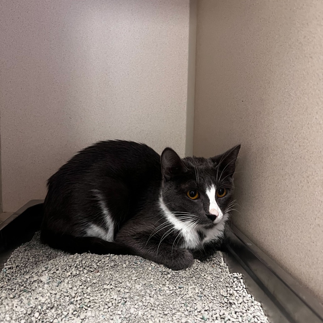 Hakuna, an adoptable Domestic Short Hair in Rifle, CO, 81650 | Photo Image 2