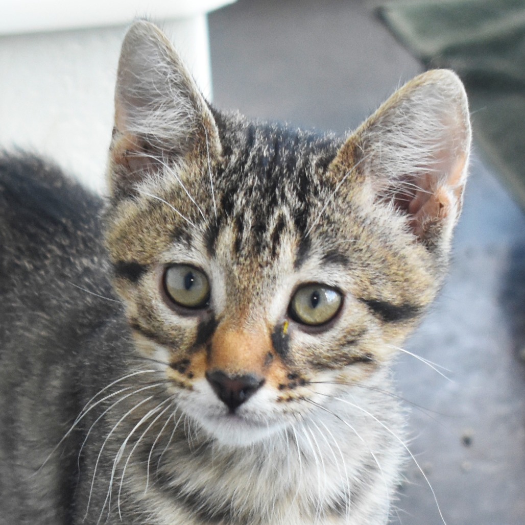 Cosmic Sequin (25-2Q-2), an adoptable Domestic Short Hair in Rifle, CO, 81650 | Photo Image 1
