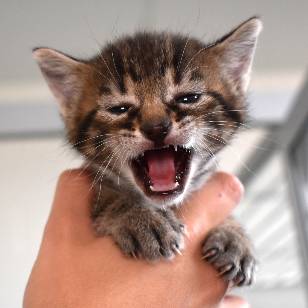 Cosmic Sequin (25-2Q-2), an adoptable Domestic Short Hair in Rifle, CO, 81650 | Photo Image 3